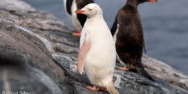 Natuurfotograaf filmt zeldzame witte pinguïn