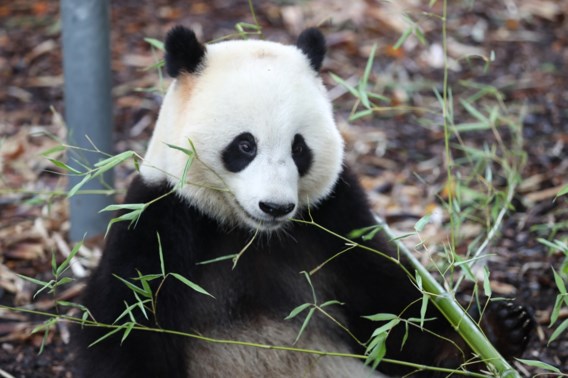 Panda valt verzorger aan in Pairi Daiza