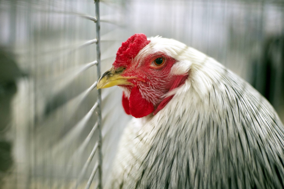 It is no longer compulsory to house chickens for those who have chickens at home