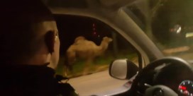 Politie van Doornik zoekt eigenaar van ronddolende kamelen en dromedaris