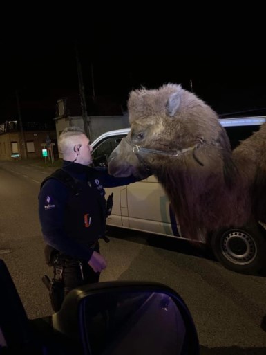 Politie van Doornik zoekt eigenaar van ronddolende kamelen en dromedaris