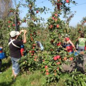 BelOrta investeert fors in nieuwe loodsen voor appelen en peren