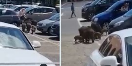 Wilde everzwijnen omsingelen vrouw op parking supermarkt nabij Rome