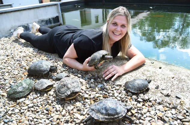 Wereldrecord Guinness Book Heerlijk beu Opvangcentra voor schildpadden bijna vol | De Standaard Mobile
