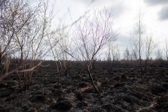 Demir stelt Defensie in gebreke voor natuurbrand Brecht