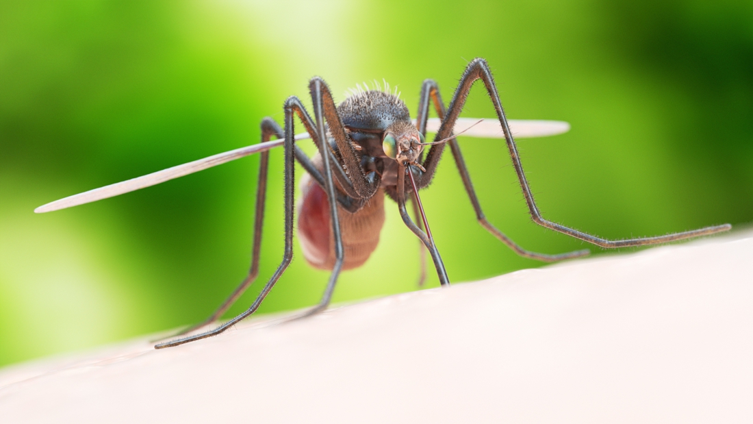 Mosquitoes infected with bacteria reduce dengue virus