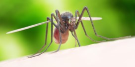 Muggen besmet met bacterie dringen dengue-virus terug