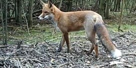 Zoo Antwerpen zoekt wilde vos