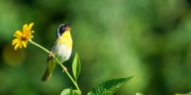 Zingen vogels volgens hetzelfde toonstelsel als mensen?