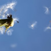 Hatsjie! Steeds meer pollenallergie