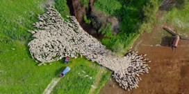 Drone maakt betoverende beelden van kudde schapen