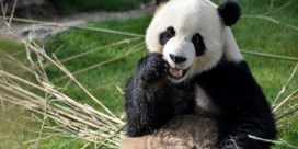 Ook China schrapt reuzenpanda van lijst bedreigde diersoorten