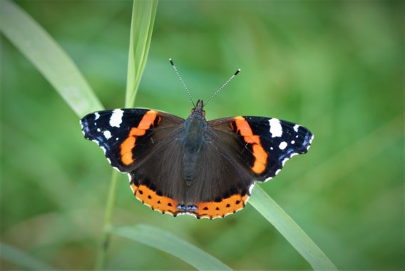 Atalanta meest getelde vlinder tijdens recordeditie Grote Vlindertelling