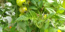Red de tomaten: aanhoudende regen leidt tot schimmelinfecties