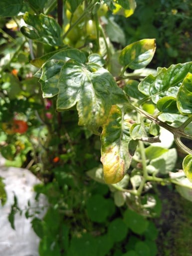 Red de tomaten: aanhoudende regen leidt tot schimmelinfecties
