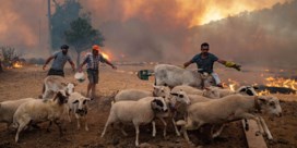 Erdogan gooit theezakjes naar publiek en krijgt kritiek op aanpak bosbranden