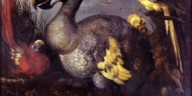 Hoe de dodo een dom imago en een knobbel op zijn snavel kreeg