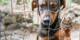 Strengere straffen voor dierenbeulen: tot tien jaar cel mogelijk voor recidivisten