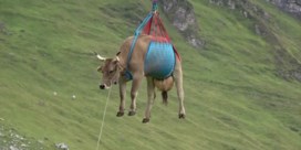 Koeien vliegen over Zwitserse Alpen bij reddingsactie