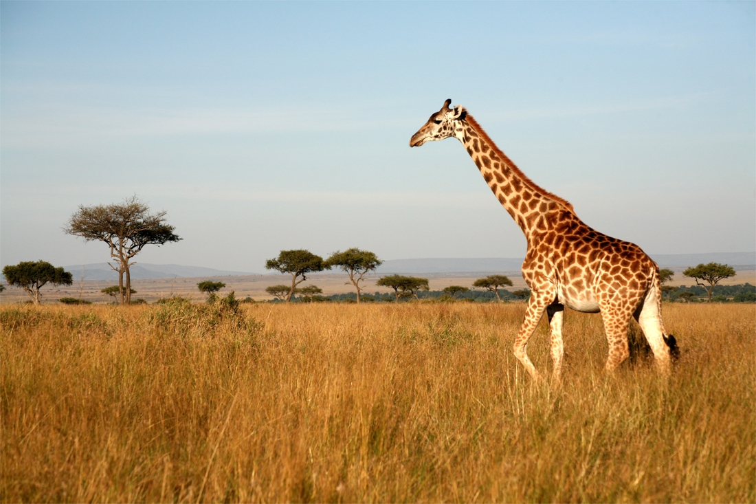 More elephants and giraffes counted in Kenya