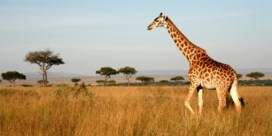 Meer olifanten en giraffen geteld in Kenia