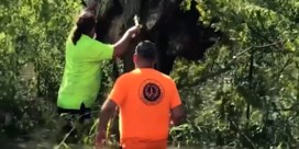 Koe uit boom gered na doortocht orkaan Ida