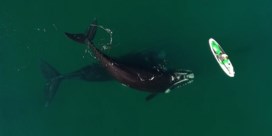Walvis duwt paddleboard vooruit voor Argentijnse kust