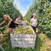 Tot dertig procent minder peren in Hagelandse boomgaarden