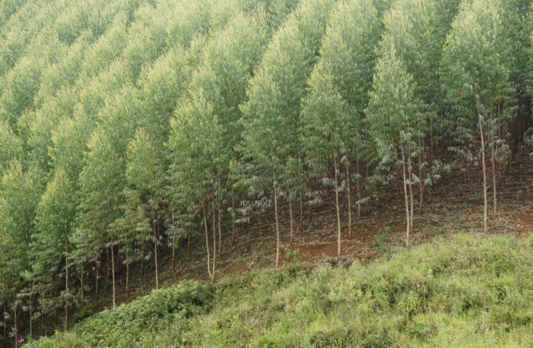 Welke Boom Neemt Meeste Co2 Op ‘Welke boom slorpt het meeste CO2 op?’ | De Standaard