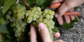 Franse wijnboeren krijgen klimaatvoorproefje