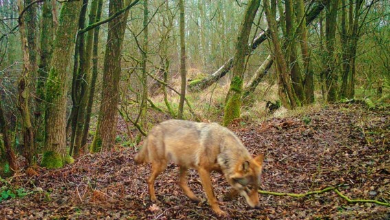 Meer hobbyboeren krijgen steun voor wolvenpreventie
