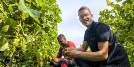 Kletsnatte zomer zorgt voor kwart minder Limburgse wijn