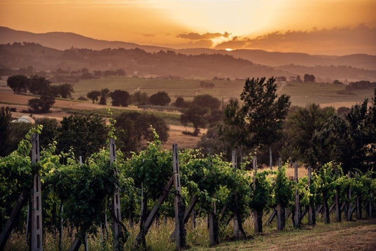 Vier routes in de mooiste Italiaanse wijnstreken
