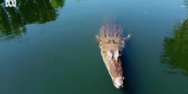 Krokodil verstoort opname documentaire en hapt overvliegende drone uit de lucht