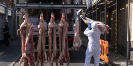 Tekort aan slachters treft Britse varkens