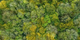 ‘Europa moet meer zorg dragen voor zijn bossen’