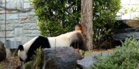Reuzenpanda bereidt zich al ‘twerkend’ voor op zeldzame paartijd