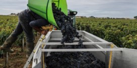 Onder wijnbouwers vind je geen klimaatontkenners