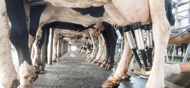 Uitgerekend: zoveel kost het om één liter melk te produceren