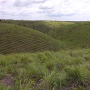 Bebossen in Congo, een kwestie van overleven