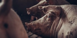 Stikstofscenario viseert varkens- en kippenhouders