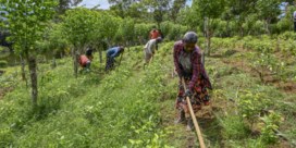 Weg naar ‘100 procent biolandbouw’ gaat niet over rozen in Sri Lanka