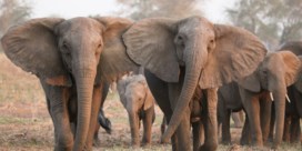 Stropers veranderen uitzicht van olifanten
