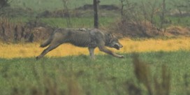 Wolf laat zich filmen in Limburgse gemeente Opoeteren
