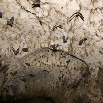 Vleermuizen in de Gomantonggrotten in Borneo. 