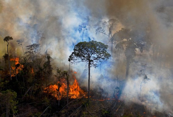 Brazilië gaat akkoord over bosbehoud ondertekenen