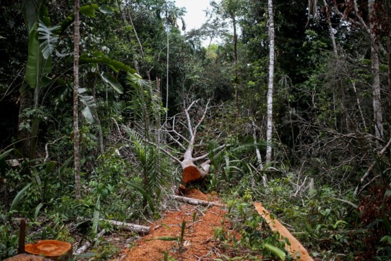 Wereldleiders bereiken akkoord om tegen 2030 einde te maken aan ontbossing