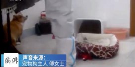 Chinese coronabestrijders knuppelen corgi in quarantaine dood