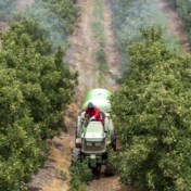 Bijengevaarlijke pesticiden: hier verboden, maar wel goed voor export