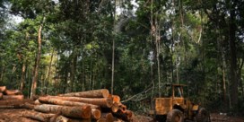 In jaar tijd gebied bijna zo groot als Vlaanderen ontbost in Brazilië